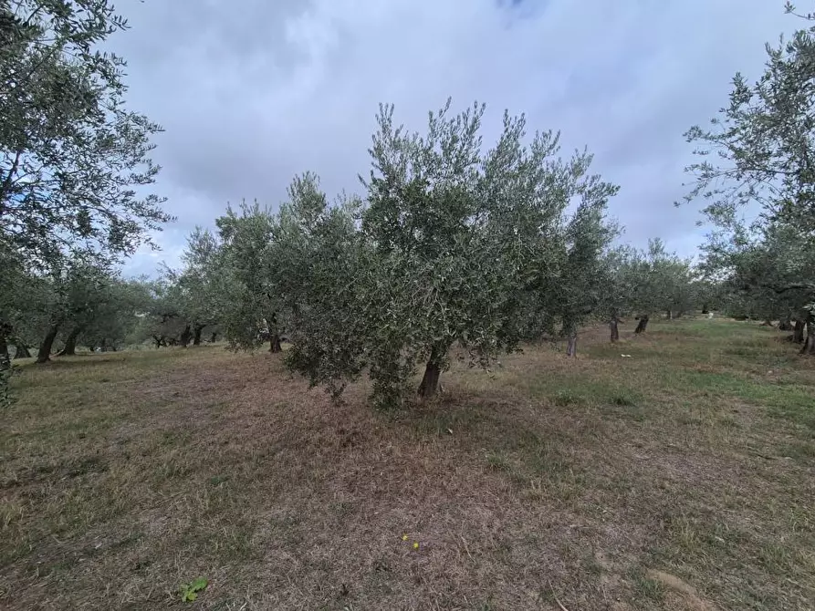 Immagine 4 di Terreno edificabile in vendita  a Loreto Aprutino