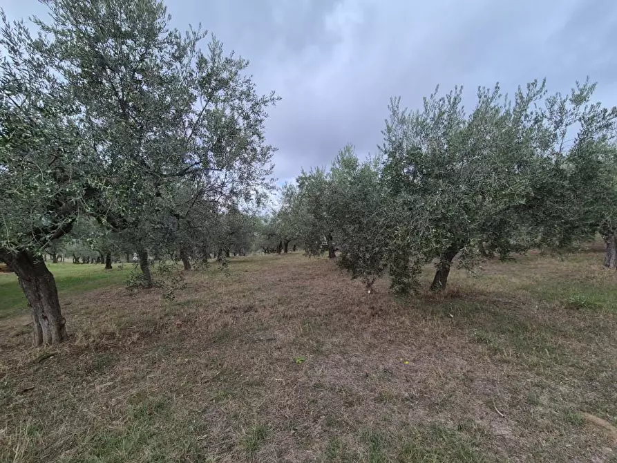 Immagine 5 di Terreno edificabile in vendita  a Loreto Aprutino
