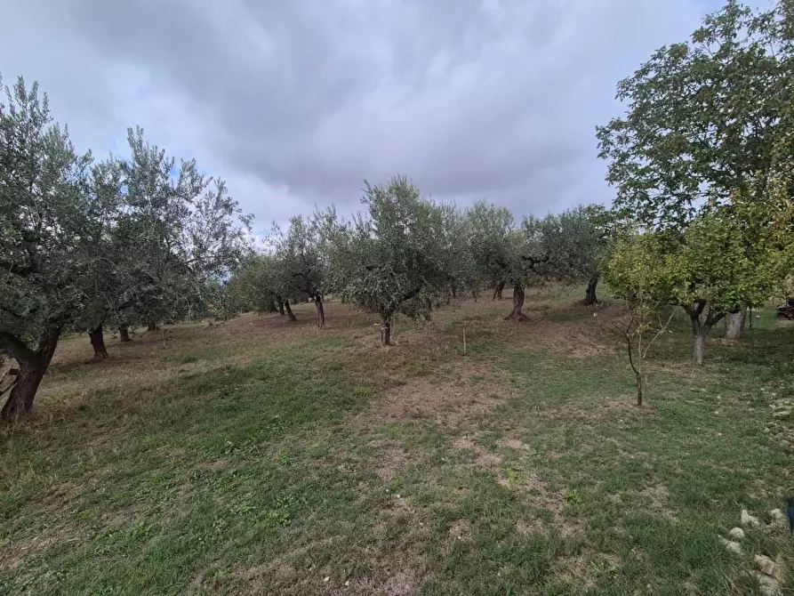 Immagine 8 di Terreno edificabile in vendita  a Loreto Aprutino