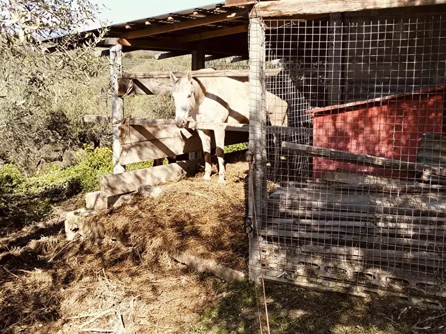 Immagine 5 di Terreno edificabile in vendita  4 a Moscufo