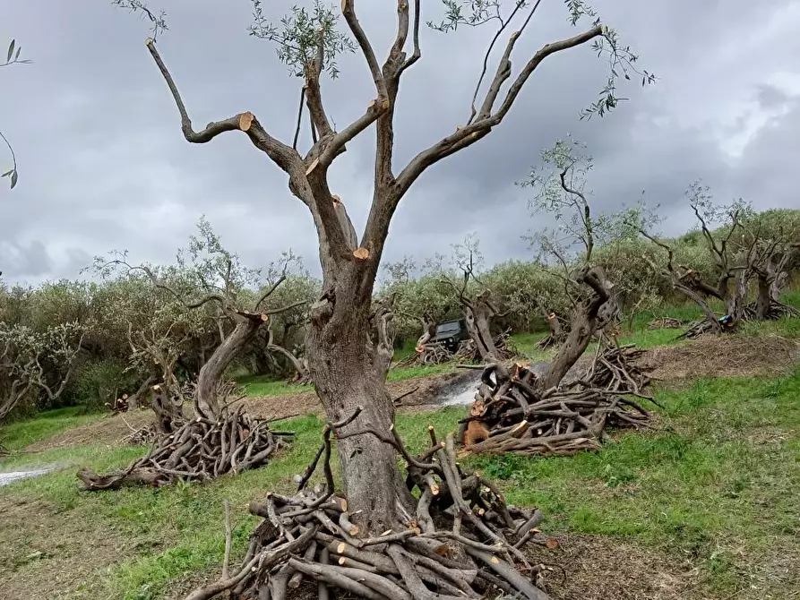 Immagine 1 di Terreno edificabile in vendita  snc a Messina
