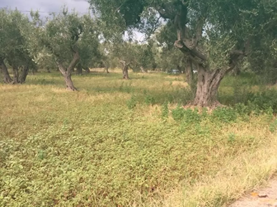 Immagine 6 di Terreno edificabile in vendita  a Messina