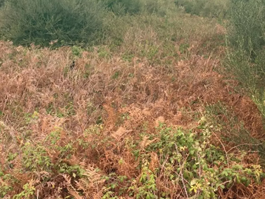 Immagine 4 di Terreno edificabile in vendita  a Messina