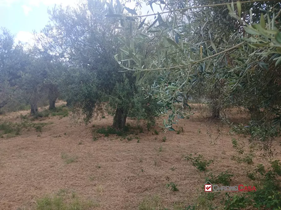 Immagine 7 di Terreno edificabile in vendita  a Caltagirone