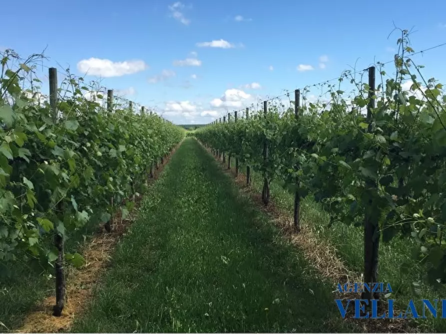 Immagine 2 di Terreno edificabile in vendita  a Soliera