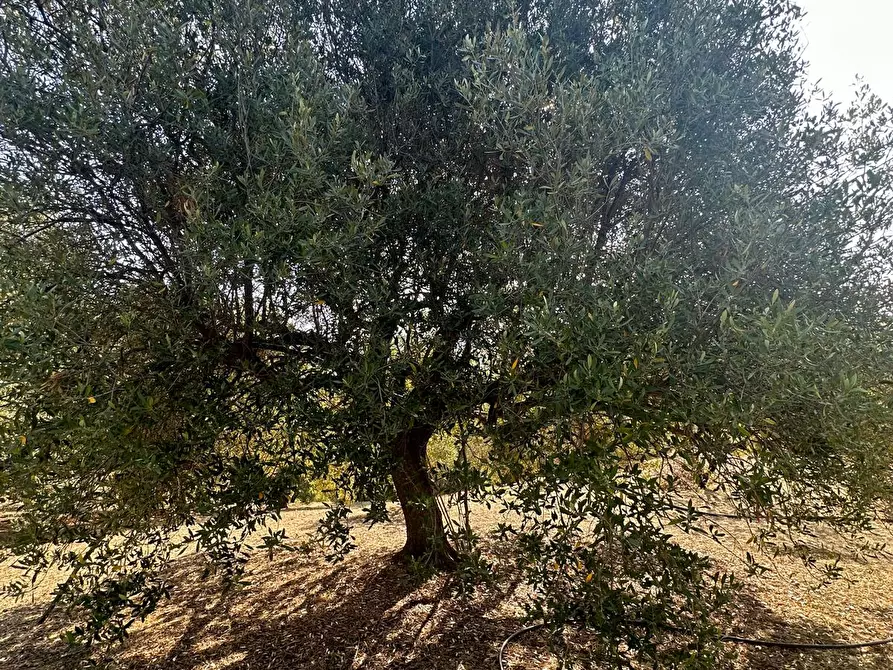 Immagine 3 di Terreno edificabile in vendita  a Melito Di Porto Salvo
