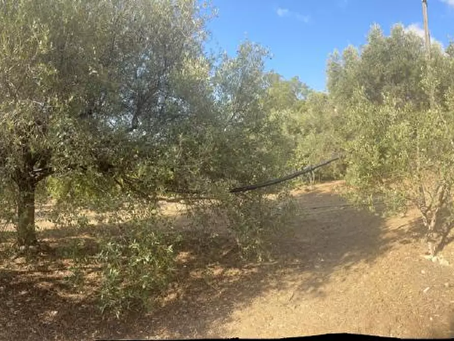 Immagine 5 di Terreno edificabile in vendita  a Melito Di Porto Salvo
