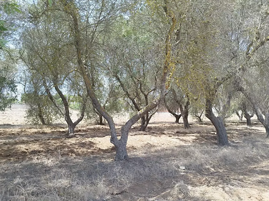 Immagine 5 di Terreno edificabile in vendita  a Maruggio