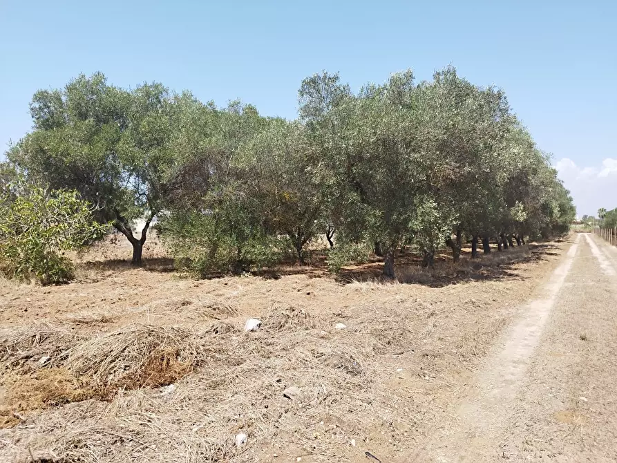 Immagine 3 di Terreno edificabile in vendita  a Maruggio