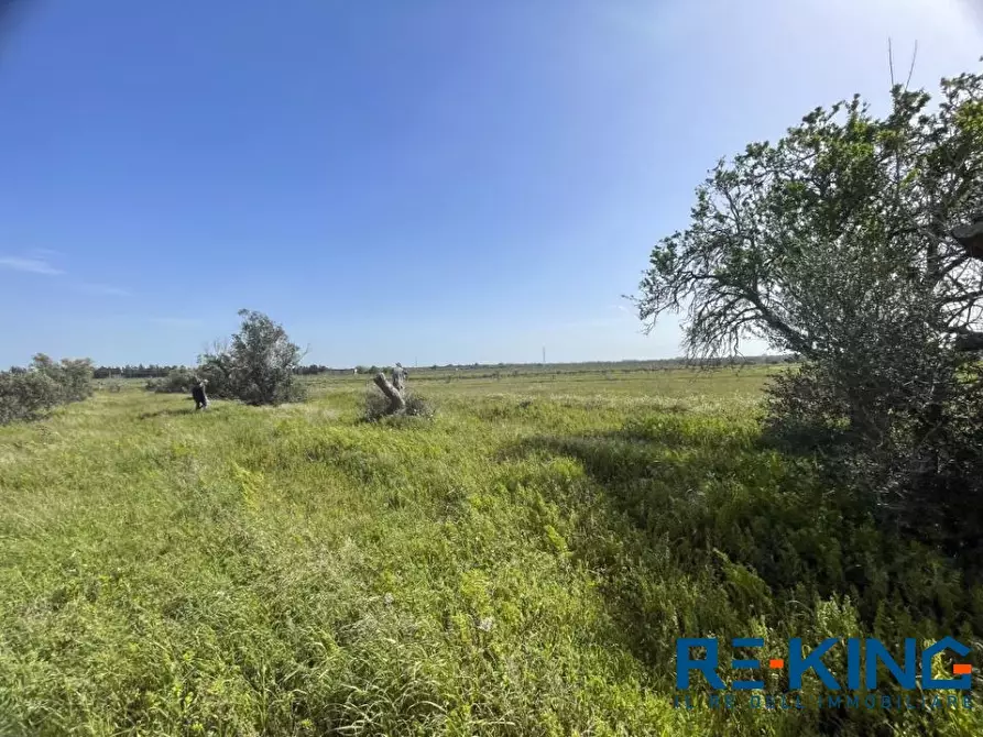 Immagine 10 di Terreno in vendita  a Galatone
