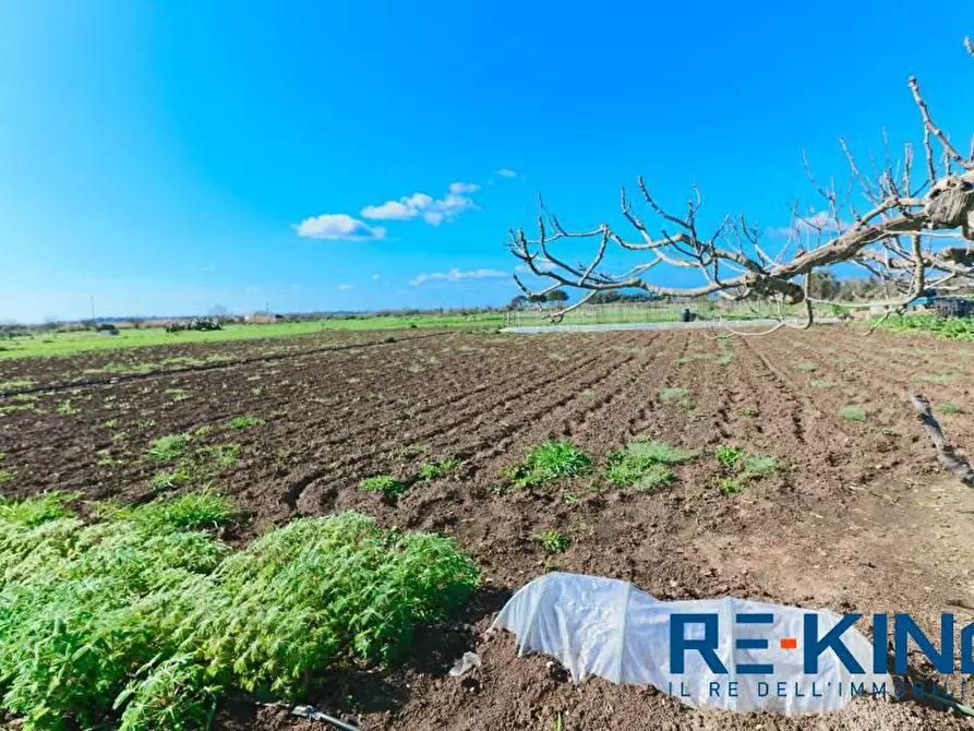 Immagine 6 di Terreno in vendita  a Matino