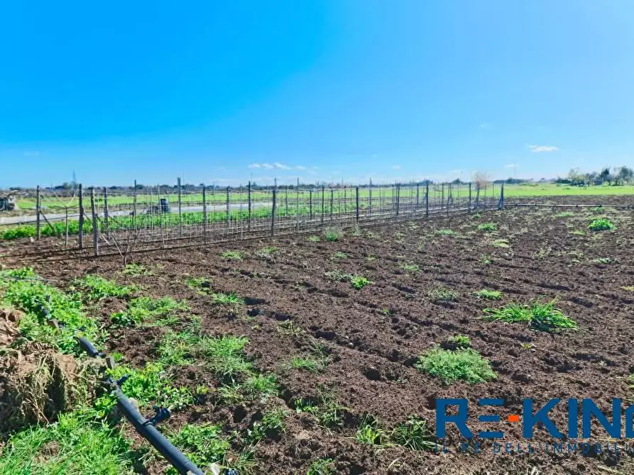 Immagine 8 di Terreno in vendita  a Matino