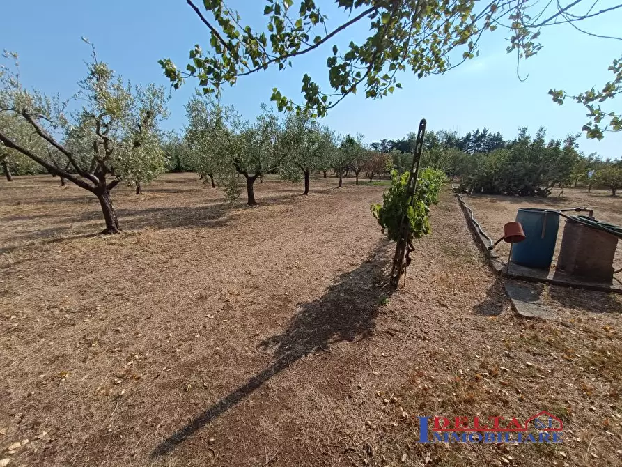 Immagine 7 di Terreno in vendita  a Rosignano Marittimo