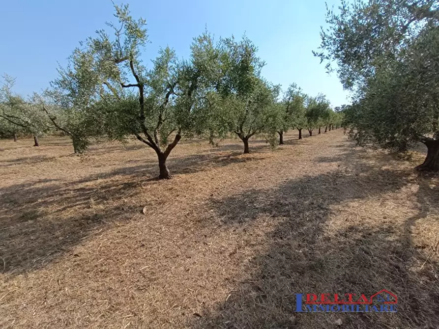 Immagine 3 di Terreno in vendita  a Rosignano Marittimo