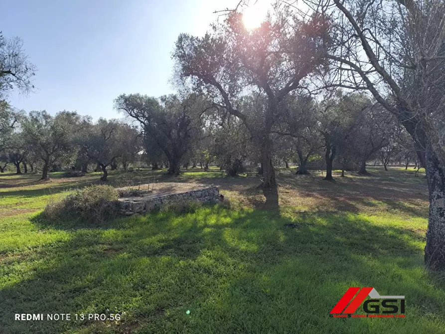 Immagine 4 di Rustico / casale in vendita  sn a Latiano