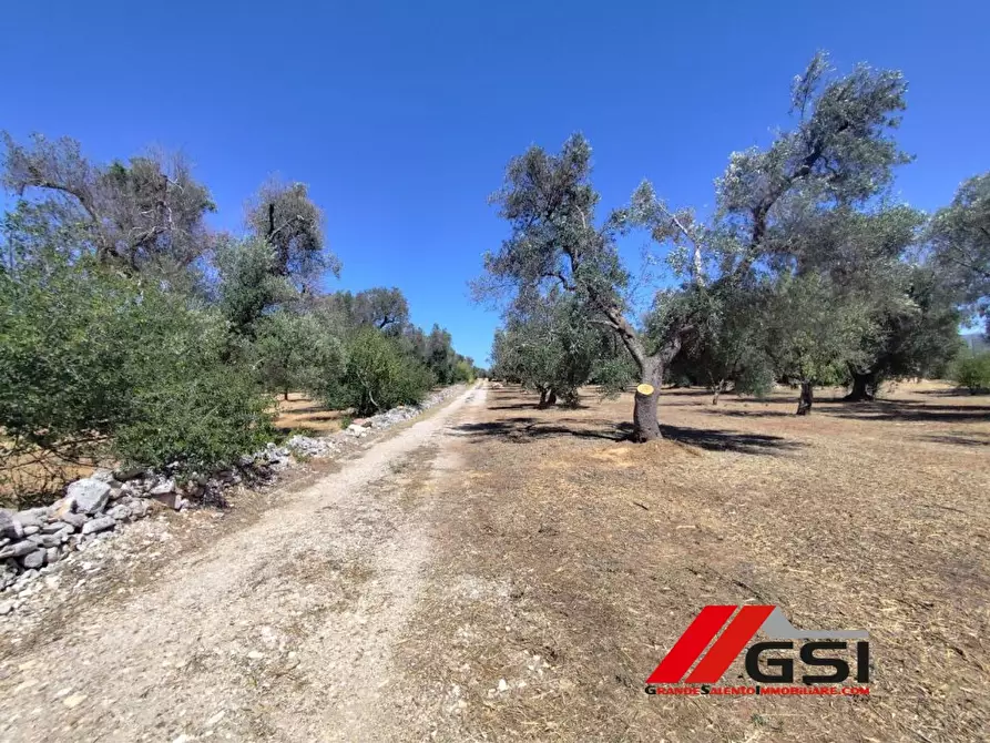 Immagine 7 di Rustico / casale in vendita  sn a San Michele Salentino