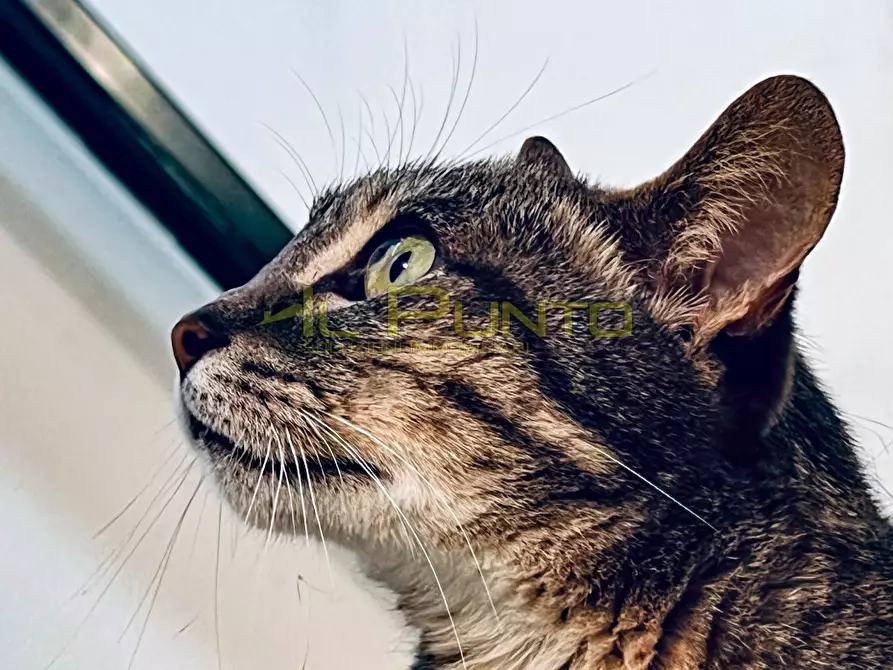 Immagine 6 di Villa in vendita  a San Remo