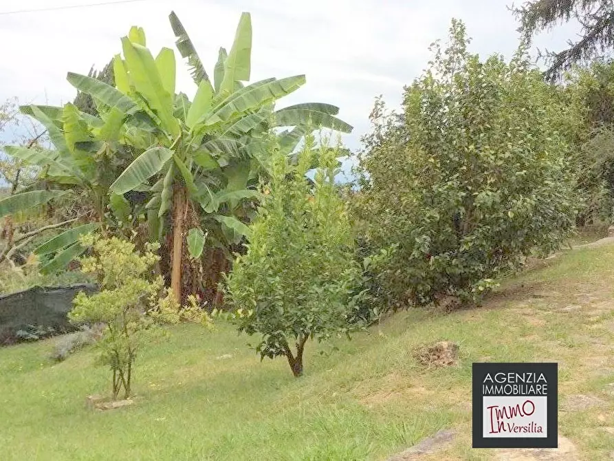 Immagine 5 di Villa in vendita  a Camaiore
