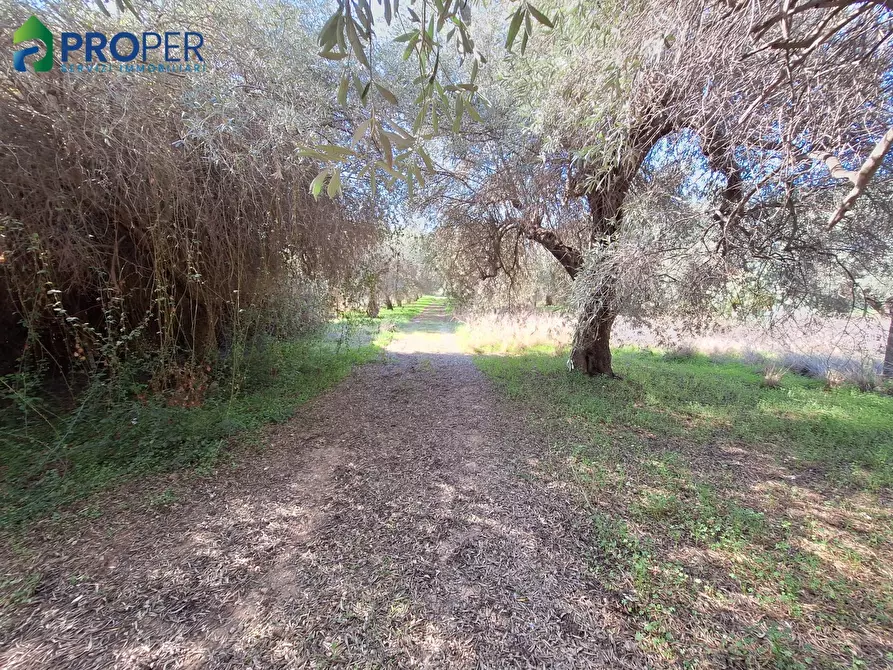 Immagine 9 di Villa in vendita  SNC a Terrasini