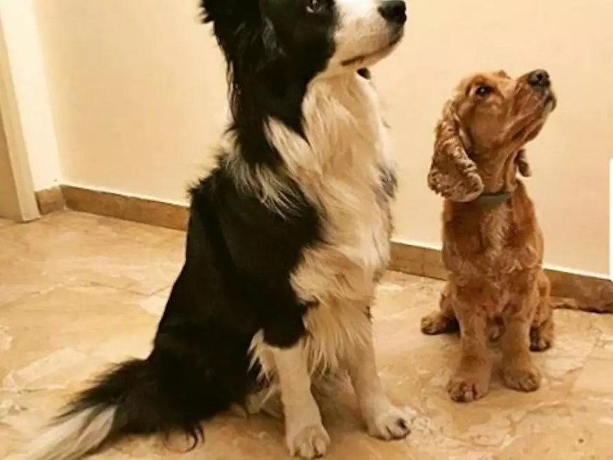 Immagine 10 di Camera in affitto  in Via Fra' Domenico Buonvicini a Firenze