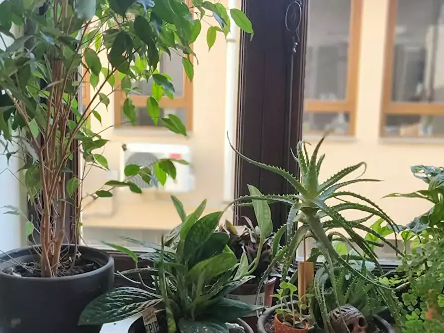 Immagine 10 di Camera in affitto  in Corso Dante a Torino