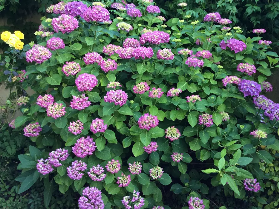 Immagine 10 di Camera in affitto  in Via Bonifacio Lupi a Firenze