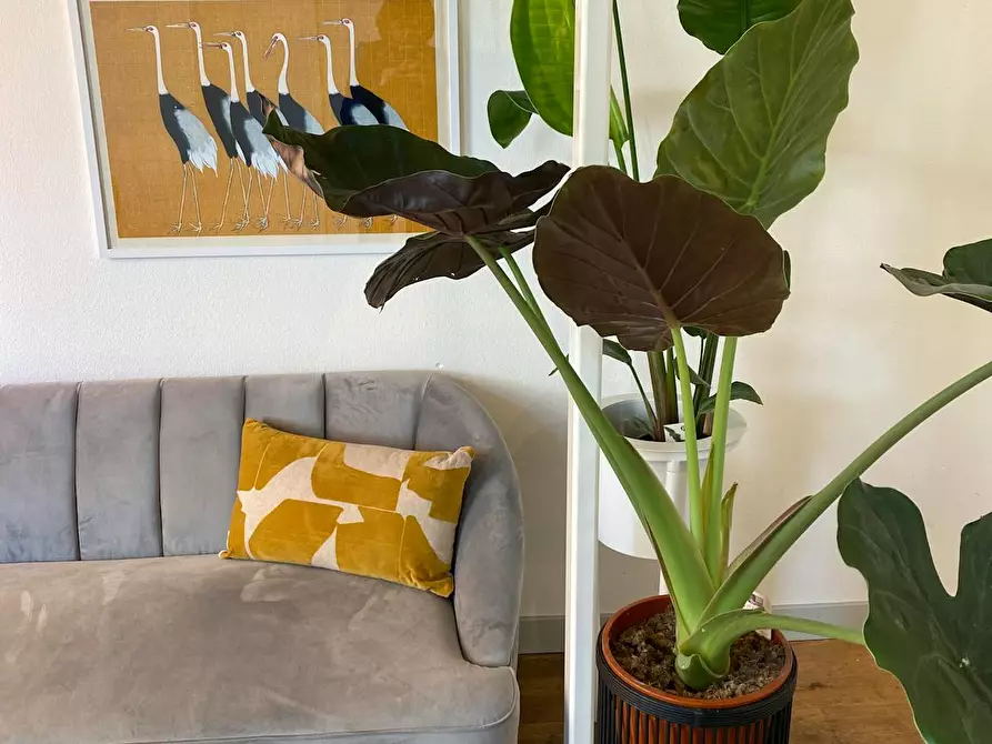 Immagine 5 di Appartamento in affitto  in Witte de withstraat a Rotterdam