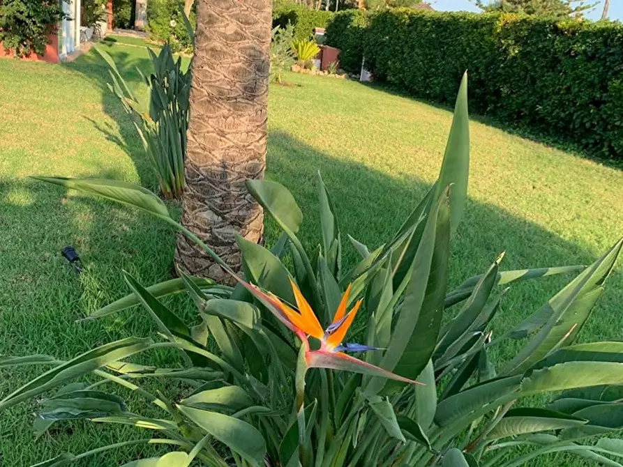 Immagine 7 di Casa indipendente in affitto  in Residència Son Gual-a a Sant Jordi