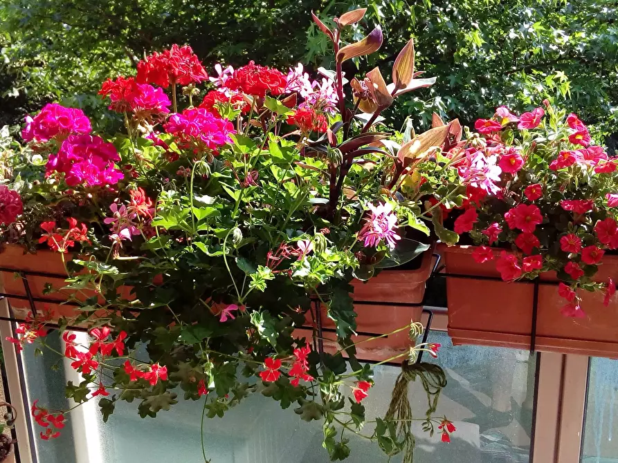 Immagine 10 di Camera in affitto  in Via degli Anemoni a Milano