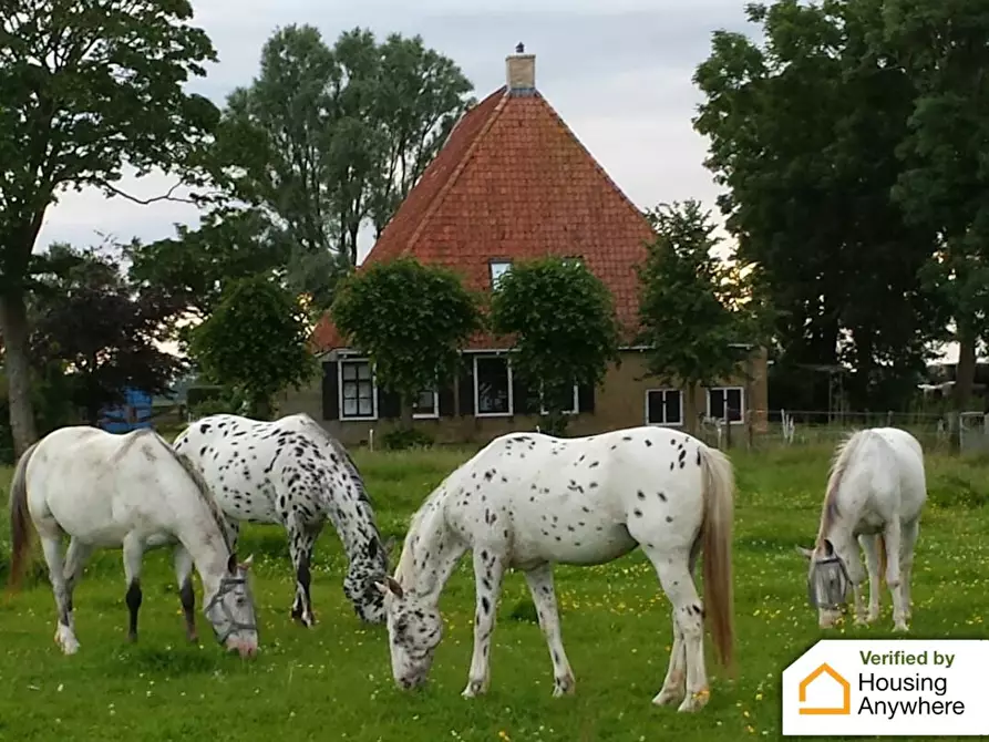 Immagine 3 di Appartamento in affitto  in Molenweg a Hitzum