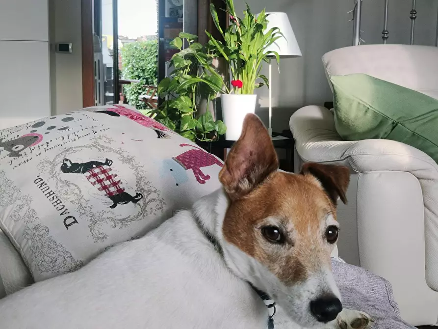 Immagine 7 di Camera in affitto  in Via 25 Aprile a Carugate