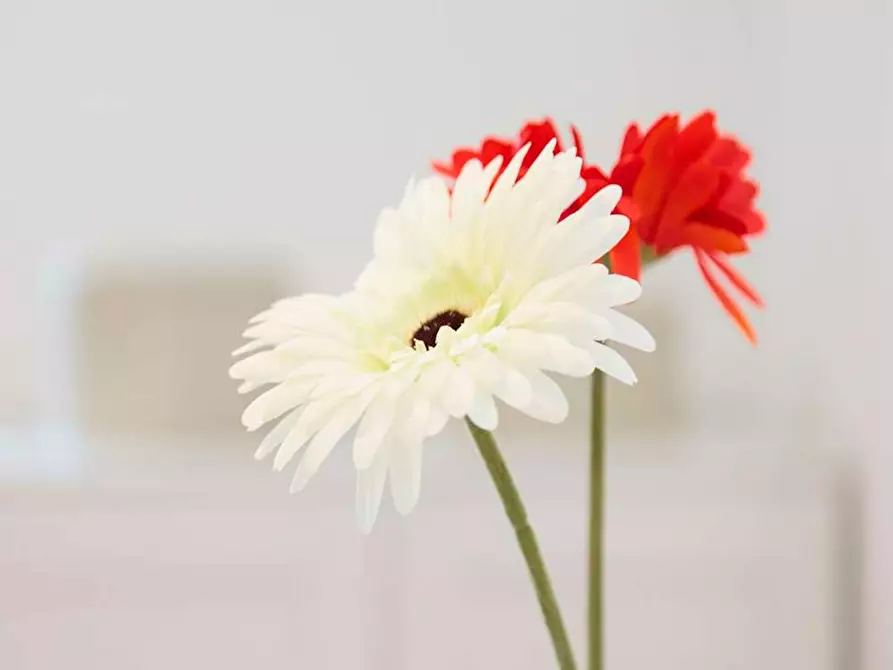 Immagine 10 di Camera in affitto  in Via Garegnano a Milano