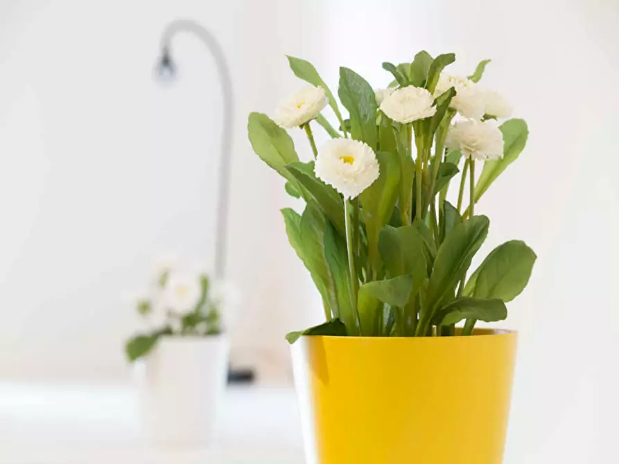 Immagine 10 di Camera in affitto  in Via Giovanni Pezzotti a Milano