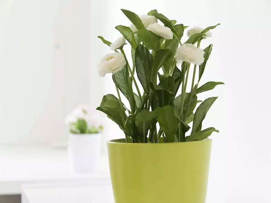 Immagine 4 di Camera in affitto  in Via Salvatore Barzilai a Milano