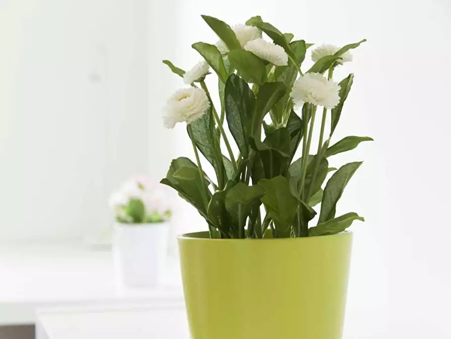 Immagine 7 di Camera in affitto  in Via Salvatore Barzilai a Milano