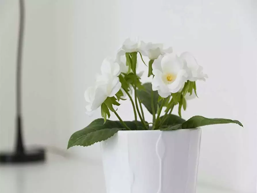 Immagine 10 di Camera in affitto  in Via Giuseppe Bruschetti a Milano