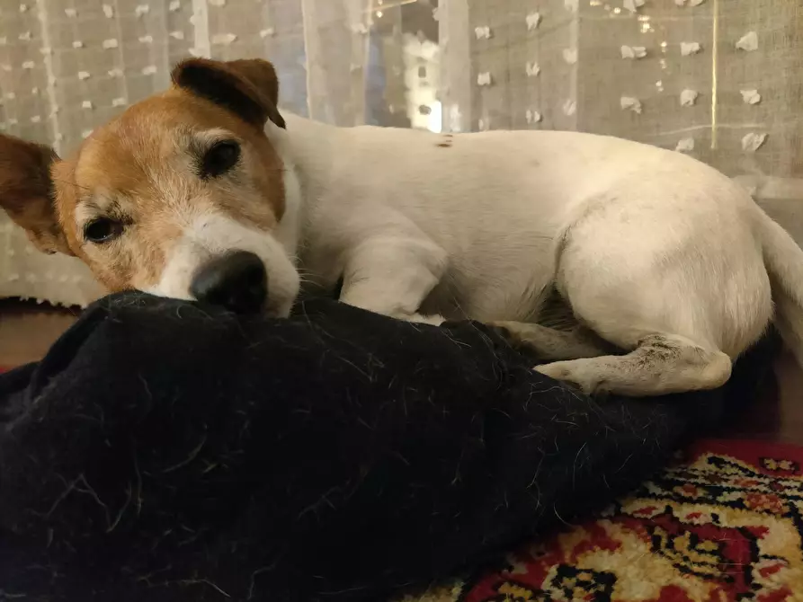 Immagine 9 di Camera in affitto  in Via 25 Aprile a Carugate