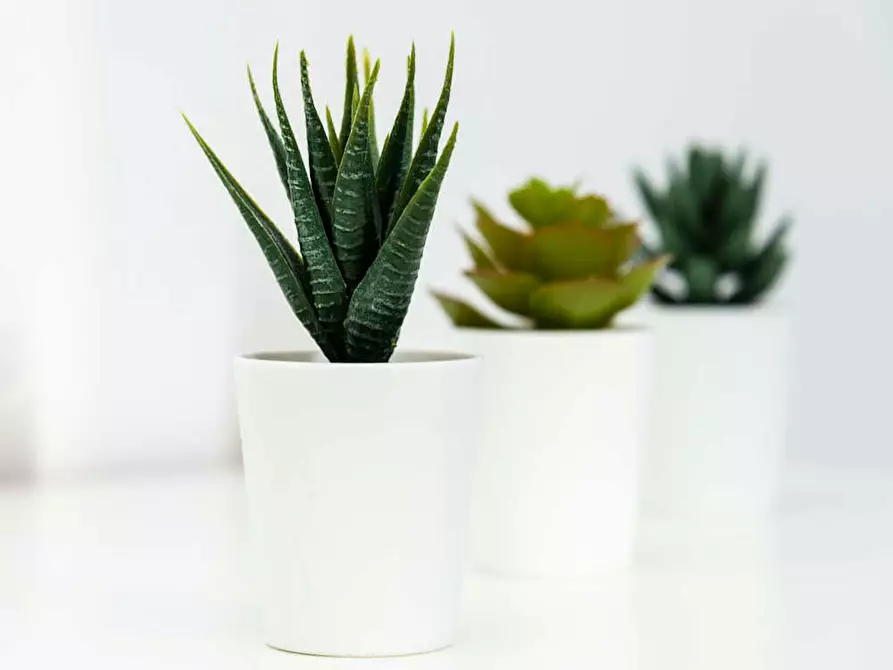 Immagine 6 di Camera in affitto  in Via Raffaello Bertieri a Milano