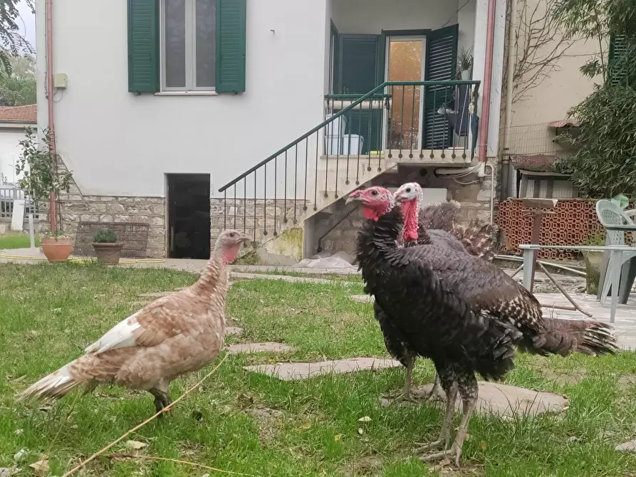 Immagine 8 di Camera in affitto  in Via Andrea Costa a Pisa
