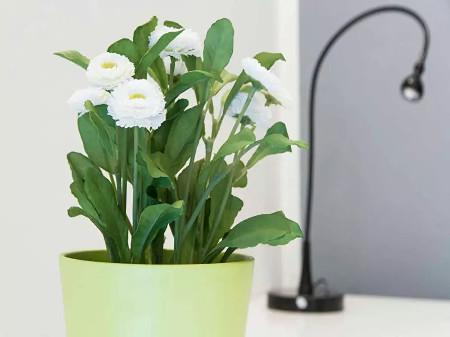 Immagine 10 di Camera in affitto  in Corso Buenos Aires a Milano