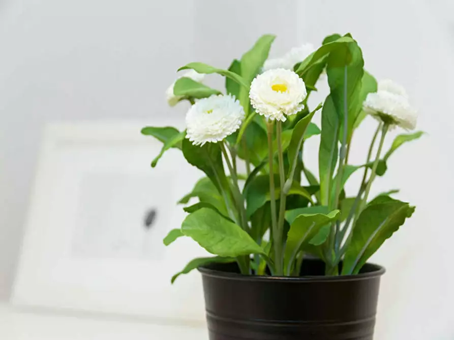 Immagine 1 di Camera in affitto  in Via Bartolomeo D'Alviano a Milano