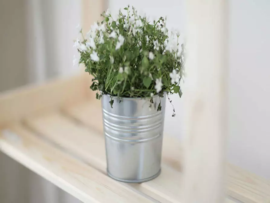 Immagine 6 di Camera in affitto  in Via Marcona a Milano