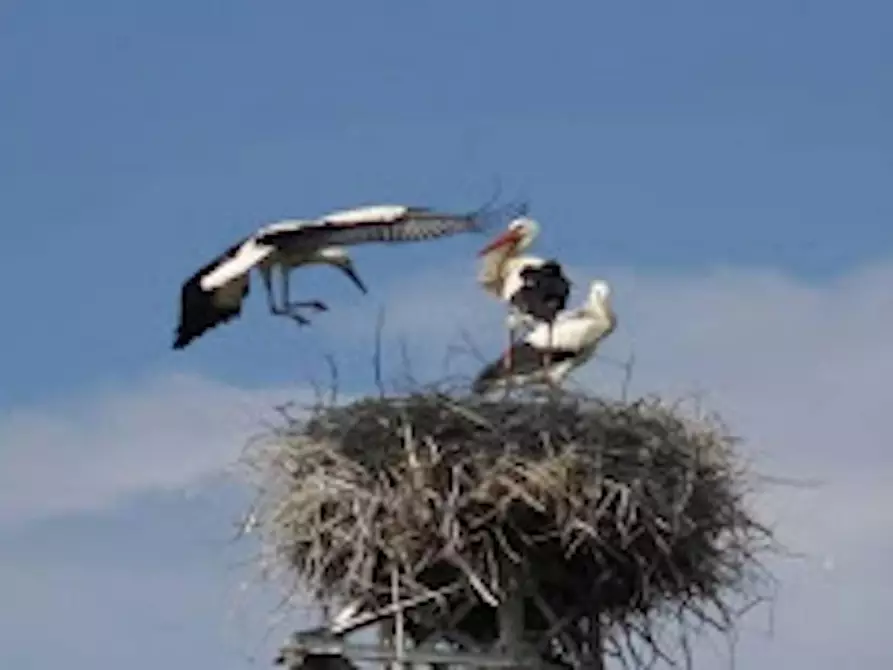 Immagine 8 di Casa indipendente in affitto  in Strada di Bonifica Raneddi Fondo Melone a Pachino