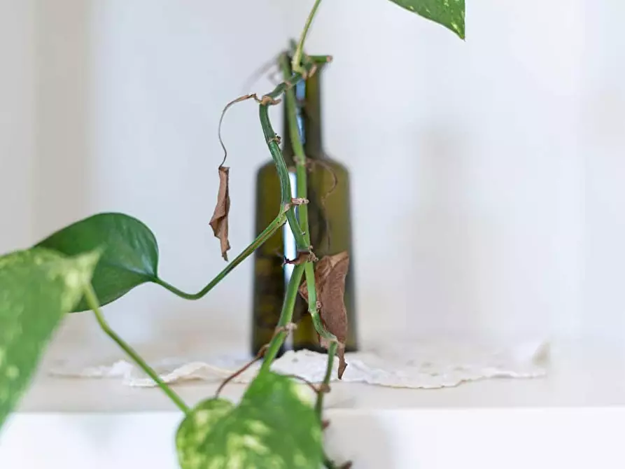 Immagine 8 di Appartamento in affitto  in Via Casoretto a Milano