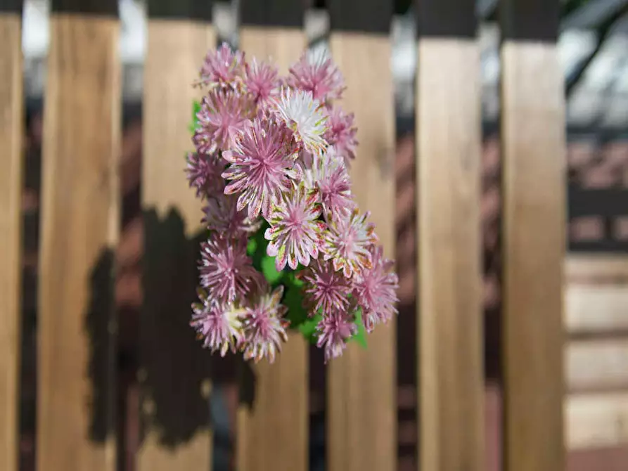 Immagine 10 di Camera in affitto  in Via Alberto Nota a Milano