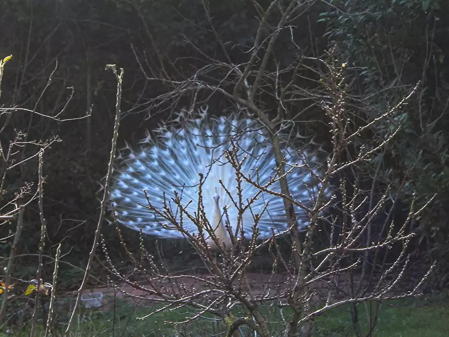 Immagine 5 di Camera in affitto  in Via della Provvidenza a Baone