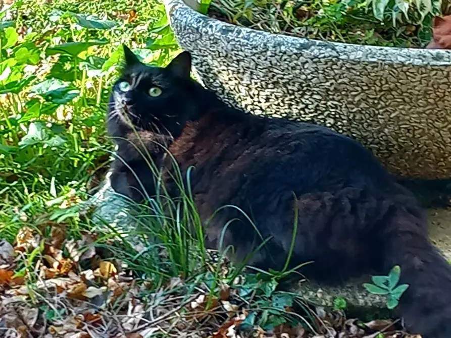 Immagine 4 di Camera in affitto  in Via della Provvidenza a Baone