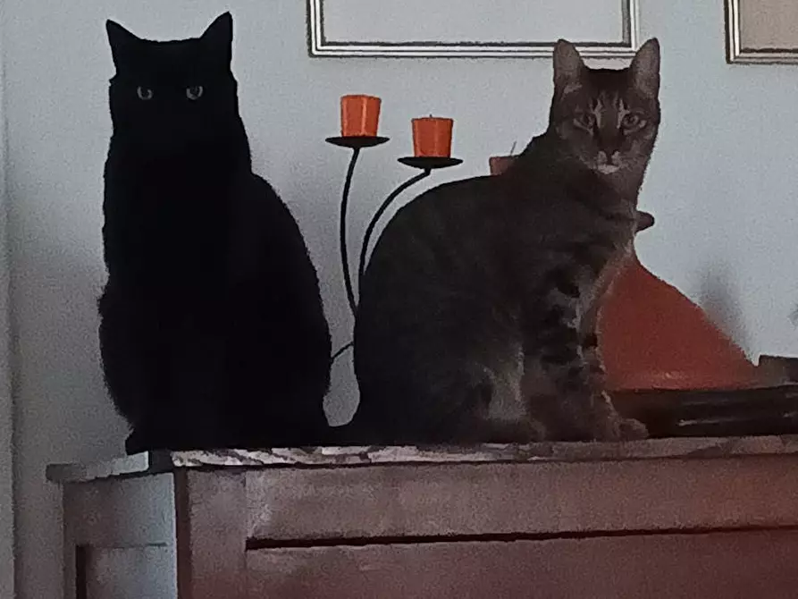 Immagine 10 di Camera in affitto  in Via di Monte Verde a Roma