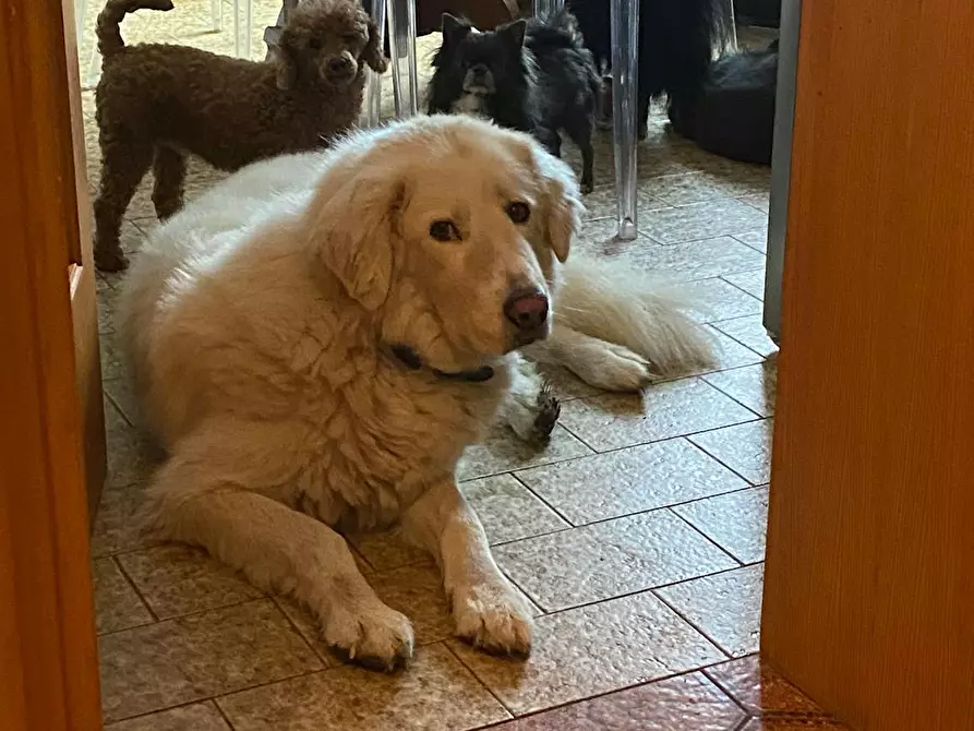 Immagine 6 di Camera in affitto  in Via Salvo d'Acquisto a Argelato