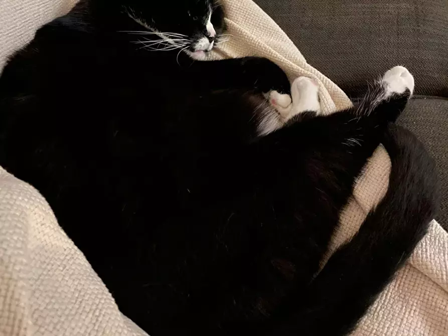 Immagine 9 di Casa indipendente in affitto  in Ooievaarstraat a Gent